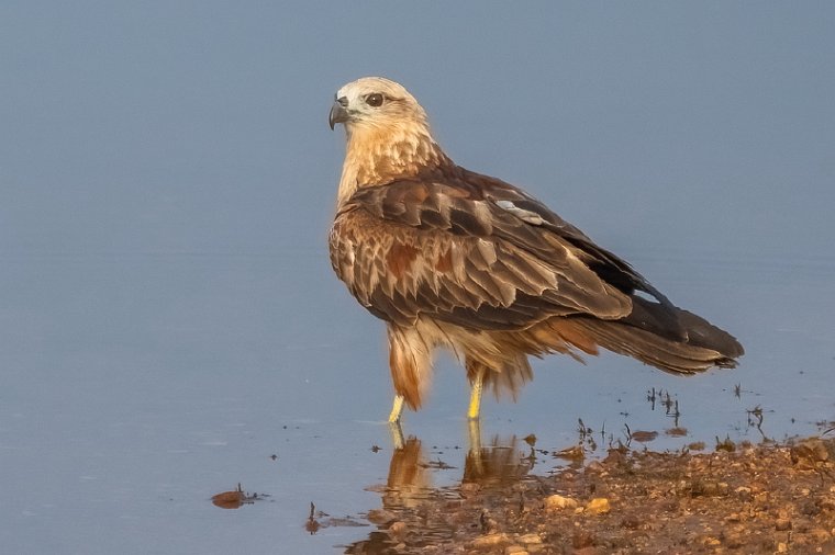 144 Nagarhole NP.jpg